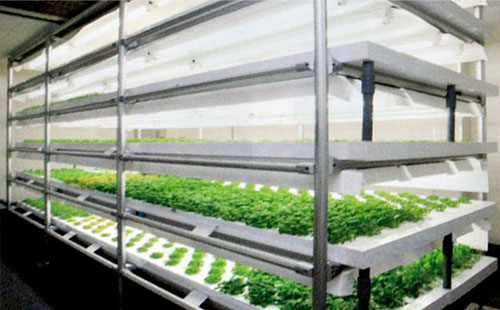 精益管可以做大棚管吗? 精益管可以做大棚管吗?